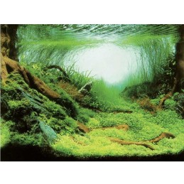 Póster de acuario AQUA NOVA Plantas / Océano