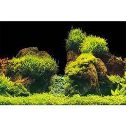 AQUA NOVA Poster aquarium Roche / Plantes