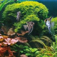 The Animal Shop - Il tuo specialista in acquari