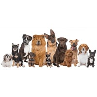 Perros