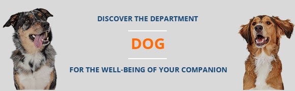 The world of dogs