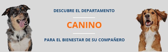 El mundo de los perros