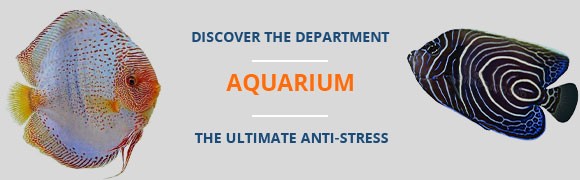 The world of aquariums